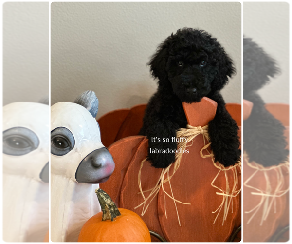 Medium Photo #8 Miniature Labradoodle Puppy For Sale in GROVELAND, FL, USA