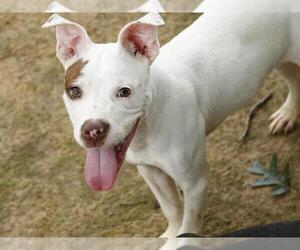 American Staffordshire Terrier Dogs for adoption in Tallahassee, FL, USA
