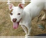 COSMO - Male American Staffordshire Terrier Dog for Adoption - Small photo