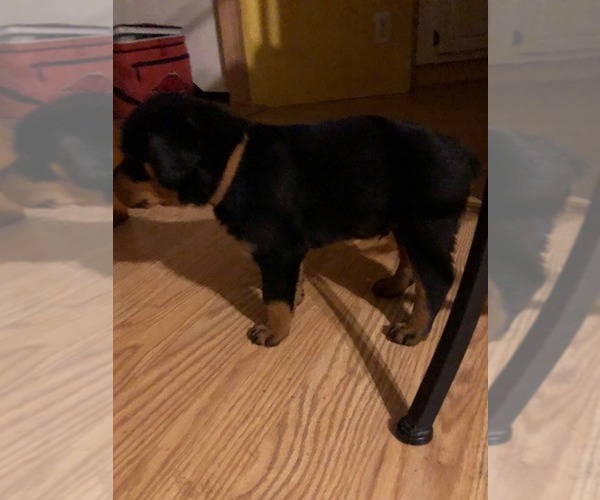 Medium Photo #4 Rottweiler Puppy For Sale in WESLEY, AR, USA