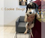 Small #5 Dachshund