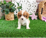 Small #1 Cavalier King Charles Spaniel