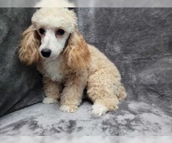 Medium Photo #5 Poodle (Toy) Puppy For Sale in Lincolnwood, IL, USA