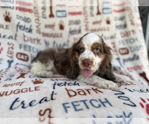 Medium Photo #4 Cocker Spaniel Puppy For Sale in LAKELAND, FL, USA