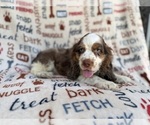 Small #3 Cocker Spaniel