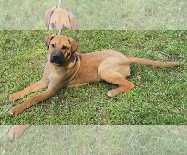 Medium Photo #2 Labrador Retriever-Mountain Cur Mix Puppy For Sale in Wetumpka, AL, USA