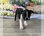 Small Photo #2 Boston Terrier Puppy For Sale in EWING, KY, USA