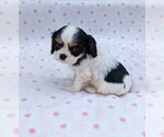 Small Photo #5 Cavalier King Charles Spaniel Puppy For Sale in DUNNVILLE, KY, USA