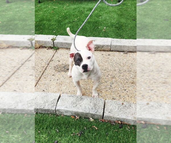 Medium Photo #4 American Staffordshire Terrier-Unknown Mix Puppy For Sale in Perth Amboy, NJ, USA