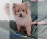 Puppy Teddy Pomeranian