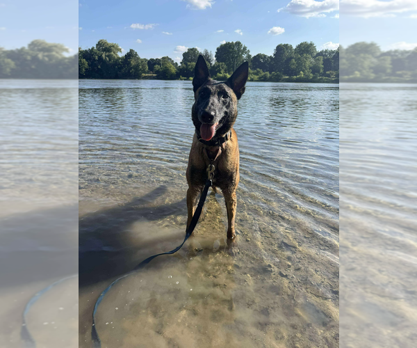 Medium Photo #8 Mutt Puppy For Sale in Imlay City, MI, USA