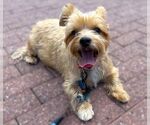 Small Photo #5 Mutt Puppy For Sale in Arlington, VA, USA