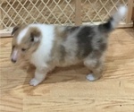 Small Photo #4 Collie Puppy For Sale in CHISAGO CITY, MN, USA