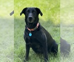 Small Photo #1 Labrador Retriever Puppy For Sale in SIOUX CENTER, IA, USA