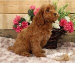 Small #4 Cavapoo