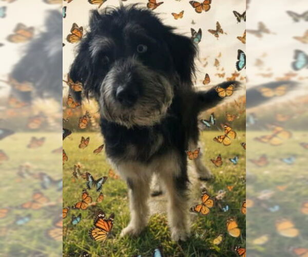 Medium Photo #1 Old English Sheepdog Puppy For Sale in Walnutport, PA, USA