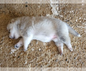 Siberian Husky-Timber Wolf Mix Puppy for sale in BROWNSVILLE, TX, USA