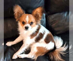 Papillon Puppy for Sale in PUEBLO WEST, Colorado USA