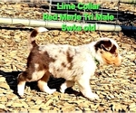 Small Photo #50 Border Collie Puppy For Sale in BYBEE, TN, USA