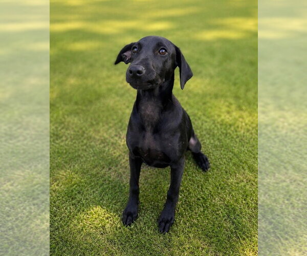 Medium Photo #4 Labrador Retriever-Unknown Mix Puppy For Sale in Canton, CT, USA