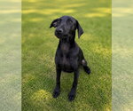 Small #3 Labrador Retriever Mix
