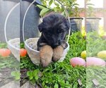 Small Photo #3 German Shepherd Dog Puppy For Sale in SAN FERNANDO, CA, USA
