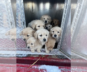 Golden Retriever Puppy for Sale in CENTERTOWN, Missouri USA