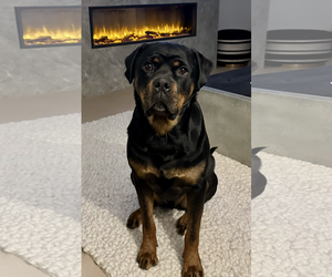 Rottweiler Dogs for adoption in Kankakee, IL, USA