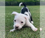 Small #6 Mutt