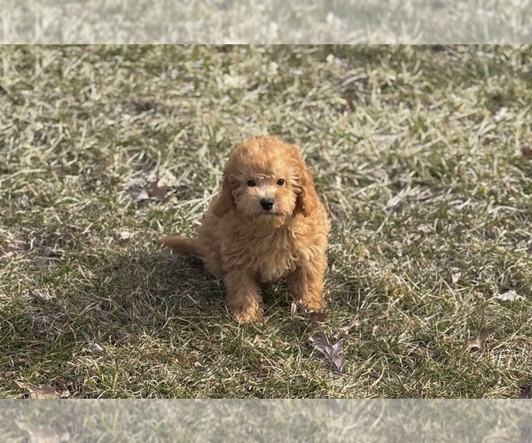Medium Photo #8 Poodle (Toy) Puppy For Sale in WARSAW, IN, USA