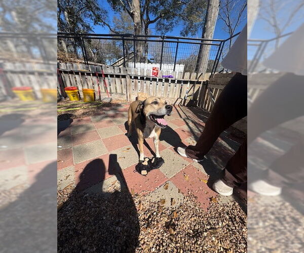 Medium Photo #6 Mutt Puppy For Sale in Houston, TX, USA