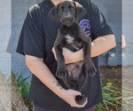 Small #2 Mutt