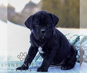 Cane Corso Puppy for sale in GAP, PA, USA