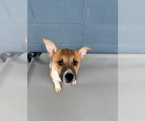 Medium Photo #2 Mutt Puppy For Sale in Elmsford, NY, USA