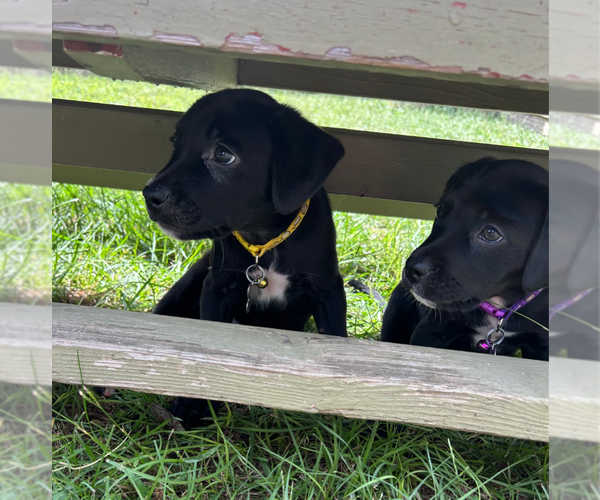 Medium Photo #3 Boston Terrier-Labrador Retriever Mix Puppy For Sale in Holly Springs, NC, USA