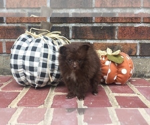 Pomeranian Puppy for sale in ROLLA, MO, USA