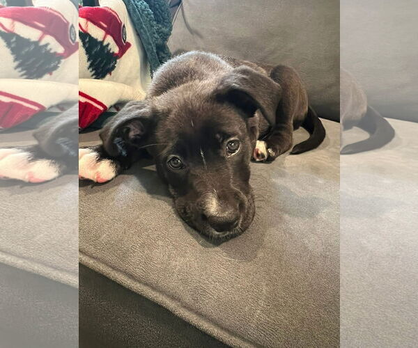 Medium Photo #4 Mutt Puppy For Sale in Germantown, OH, USA