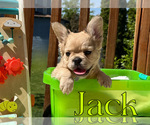 Small #3 French Bulldog