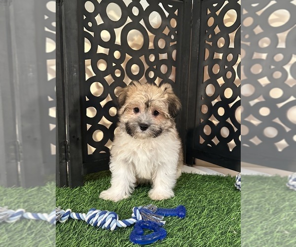 Medium Photo #2 Havanese Puppy For Sale in MOUNT VERNON, OH, USA