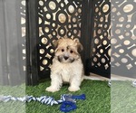 Buddy - Male Havanese Puppy for Sale - Photo #2