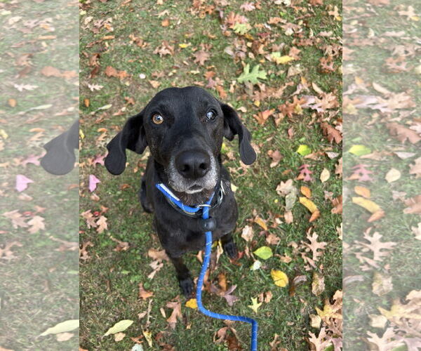 Medium Photo #17 Plott Hound-Weimaraner Mix Puppy For Sale in Rockaway, NJ, USA
