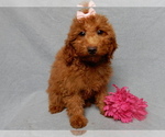 Image preview for Ad Listing. Nickname: Tillie