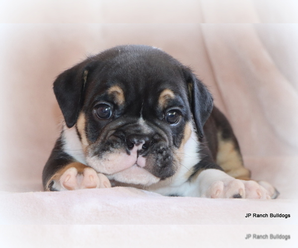Medium Photo #1 Bulldog Puppy For Sale in WINNSBORO, TX, USA