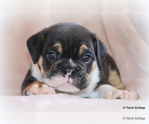 Bulldog Puppy for Sale in WINNSBORO, Texas USA