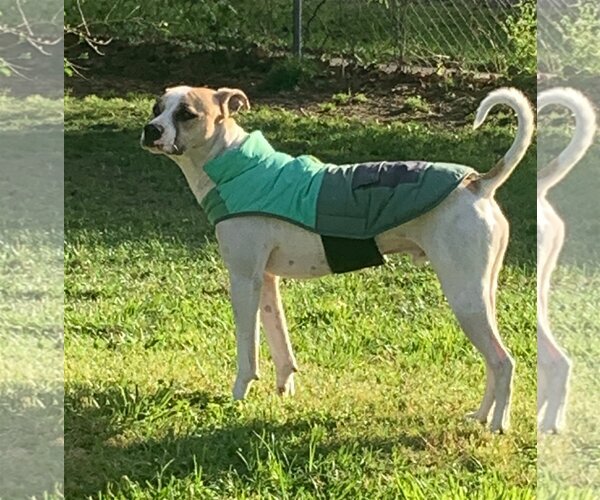Medium Photo #30 Mutt Puppy For Sale in Spring, TX, USA