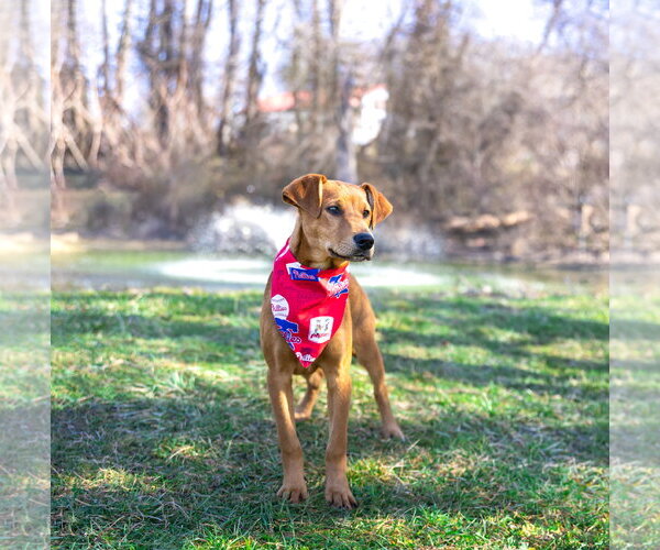 Medium Photo #11 Doberman Pinscher-Unknown Mix Puppy For Sale in Unionville, PA, USA