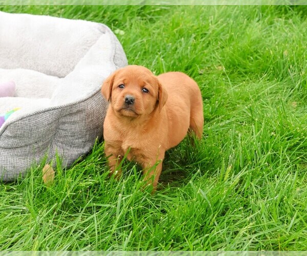 Medium Photo #3 Labrador Retriever Puppy For Sale in SYRACUSE, IN, USA