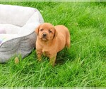 Small #2 Labrador Retriever
