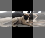Small Photo #1 Pug Puppy For Sale in ROHNERT PARK, CA, USA