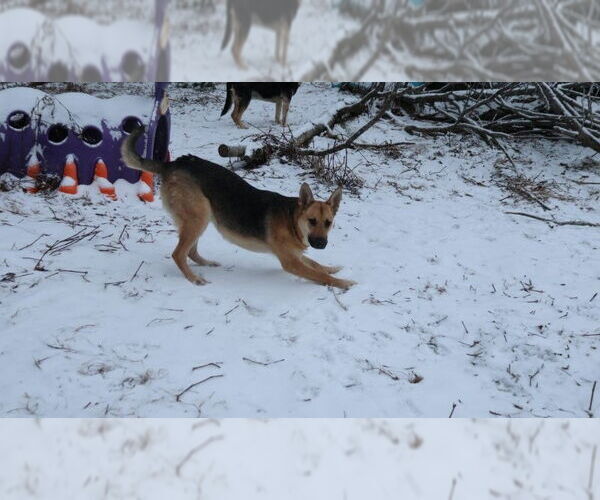 Medium Photo #2 German Shepherd Dog Puppy For Sale in Sebec, ME, USA
